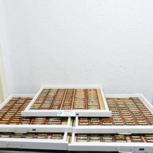 Bioplus Kunststoff Zähne im Set UK und OK - DeTrey Dentsply Restposten 8953