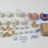 schaumodelle patientenaufklärung Zähne Zahnmodelle 4028