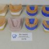 Zahnmodelle/ Schaumodelle Dentalzähne Set 3378