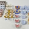 schaumodelle patientenaufklärung UK und OK zahntechnik 3764